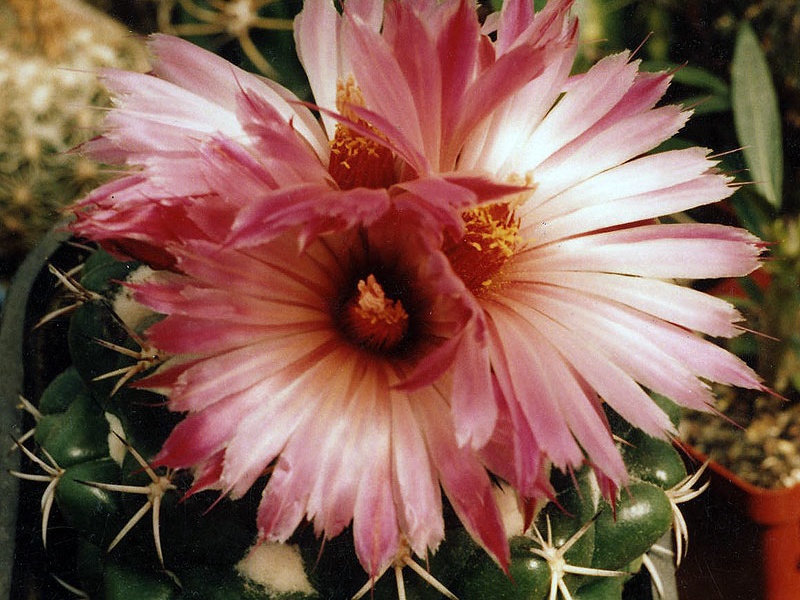 Coryphantha elephantidens