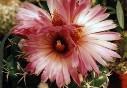 Coryphantha elephantidens