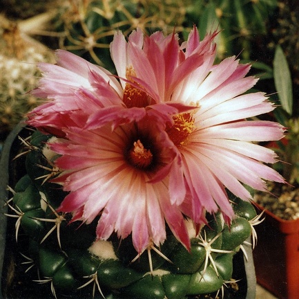 Coryphantha elephantidens
