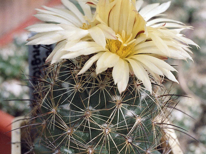 Coryphantha unicornis
