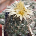 Coryphantha unicornis