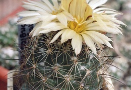 Coryphantha unicornis