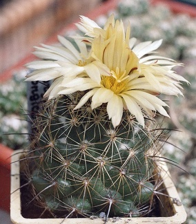 Coryphantha unicornis