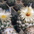 Coryphantha unicornis