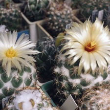 Coryphantha unicornis
