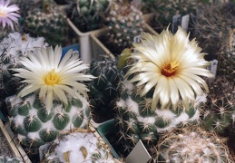 Coryphantha unicornis