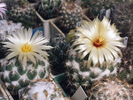 Coryphantha unicornis