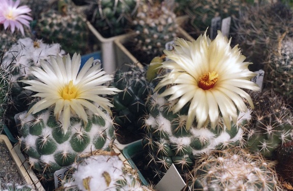 Coryphantha unicornis