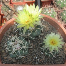 Coryphantha bumamma