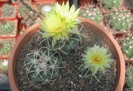 Coryphantha bumamma