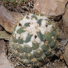 Coryphantha calipensis