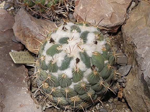 Coryphantha calipensis