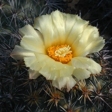 Coryphantha difficilis