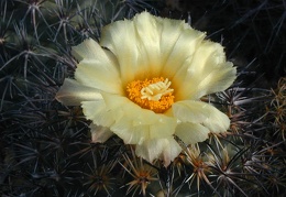 Coryphantha difficilis