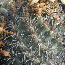 Coryphantha difficilis pl