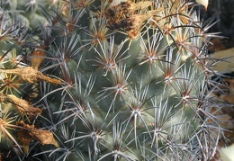 Coryphantha difficilis pl