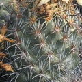 Coryphantha difficilis pl