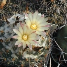 Coryphantha durangensis