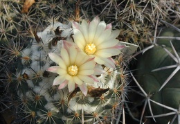 Coryphantha durangensis