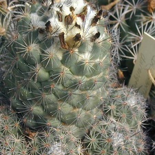 Coryphantha durangensis pl