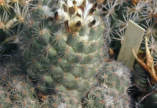Coryphantha durangensis pl