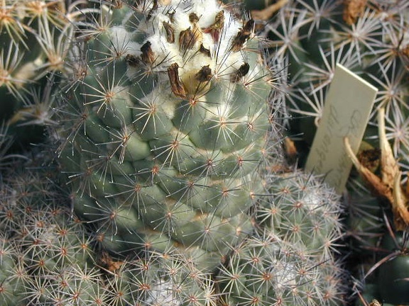 Coryphantha durangensis pl