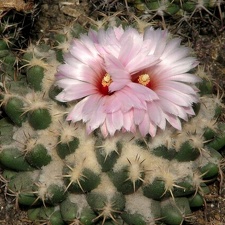 Coryphantha elephantidens Fomenko