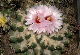 Coryphantha elephantidens Fomenko