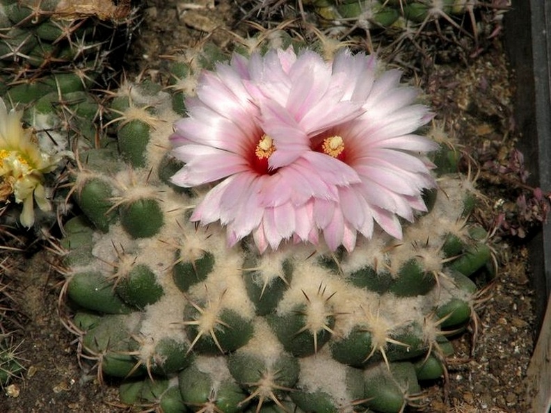 Coryphantha elephantidens Fomenko