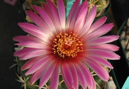 Coryphantha elephantidens dark pink fl