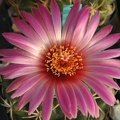 Coryphantha_elephantidens_dark_pink_fl.JPG