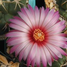 Coryphantha elephantidens fl