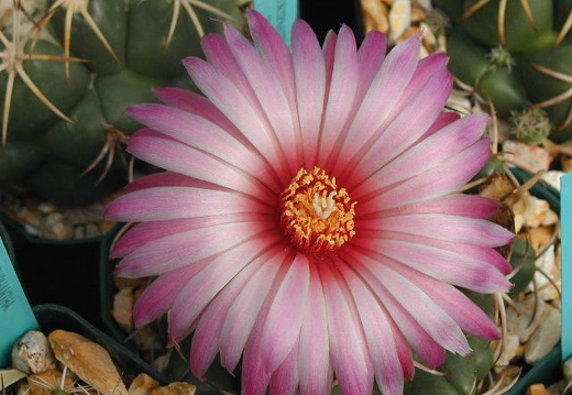 Coryphantha elephantidens fl