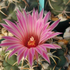 Coryphantha elephantidens mid pink fl