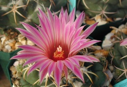 Coryphantha elephantidens mid pink fl