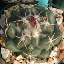 Coryphantha elephantidens pl