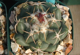 Coryphantha elephantidens pl