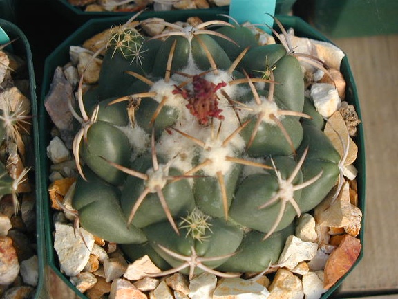 Coryphantha elephantidens pl