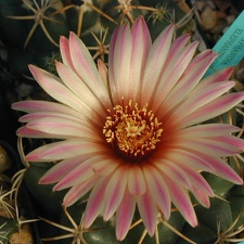 Coryphantha elephantidens y-p fl