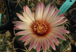 Coryphantha elephantidens y-p fl