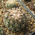 Coryphantha kracikii