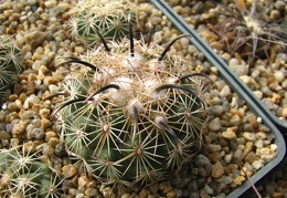 Coryphantha kracikii