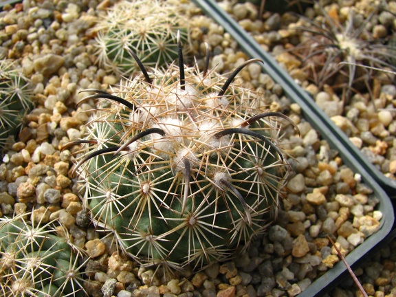 Coryphantha kracikii