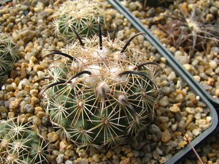 Coryphantha kracikii