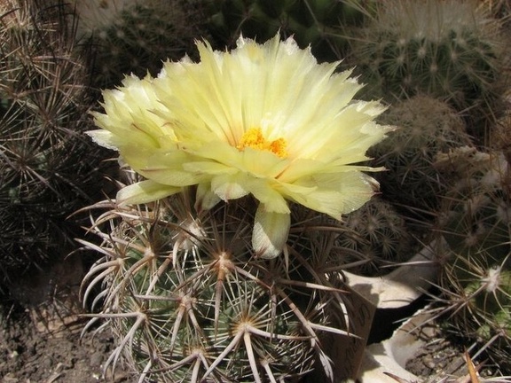 Coryphantha kracikii Fomenko