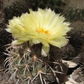 Coryphantha kracikii Fomenko