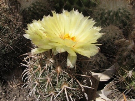 Coryphantha kracikii Fomenko