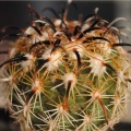 Coryphantha kracikii KKR339