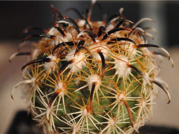 Coryphantha kracikii KKR339