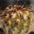Coryphantha kracikii KKR339 (3763 відвідувань, Рейтинг 4.85) Coryphantha kracikii KKR339